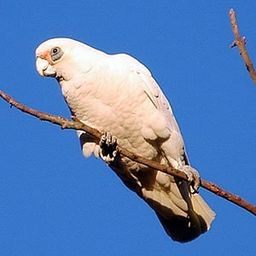corella avatar