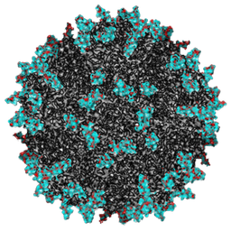 CORONEUM avatar