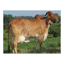 Cow Tippin' avatar