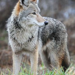 coyote67 avatar