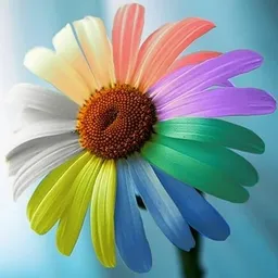 Crazy-Daisy avatar