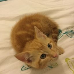 Crazy cat avatar