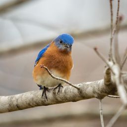 CryptoBluebird avatar