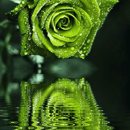 Jewel
