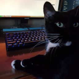 CryptoCat avatar