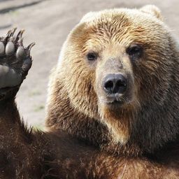 Papa Bear avatar