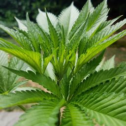 Cultivar avatar