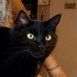 Curator Cat's CCC Curation Account avatar