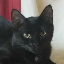 Curator Cat avatar