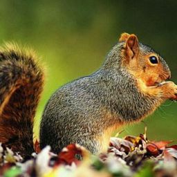 cute-animals avatar