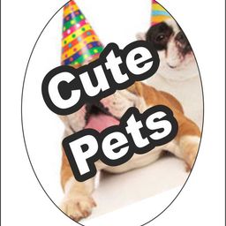 Cute Pets Gallery