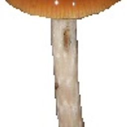 cyanescensbot avatar