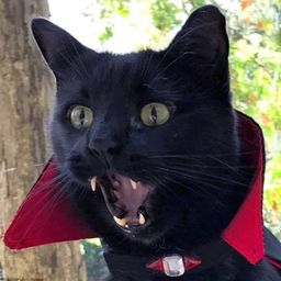 dablackduo avatar