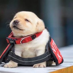Daily Cute avatar
