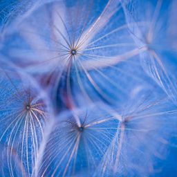 Dandelion Fluff avatar