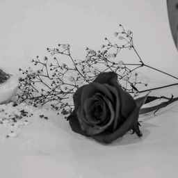 dark-rose avatar