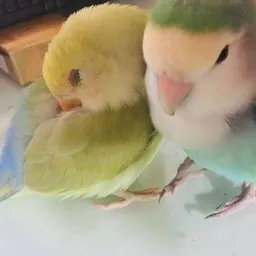 Congdduck avatar