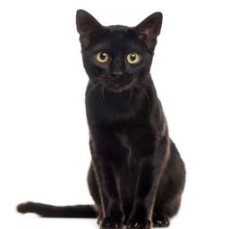 DeadCatBounce avatar