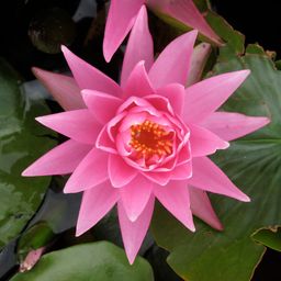 Dhamma (Tagalog)
