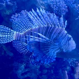 diamondfish avatar