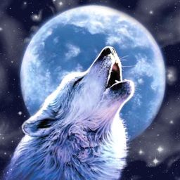 dieuvu avatar