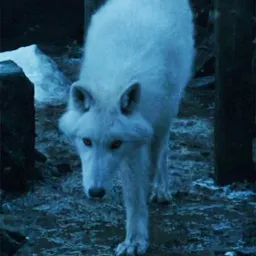 direwolf avatar