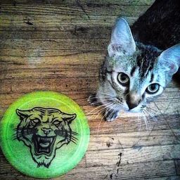 Disc Golf Dyes avatar