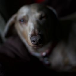 Doghaus avatar