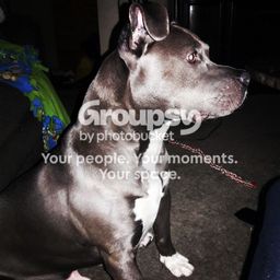 Dogtubetraining avatar
