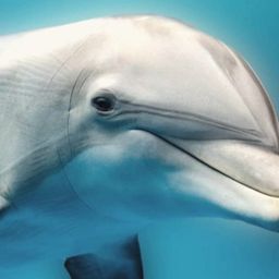 Dolphin Bot avatar