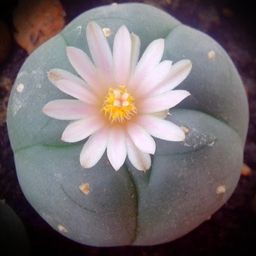 Don Peyote avatar