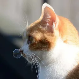 dotoritori avatar