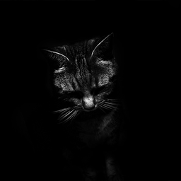 Dreena avatar