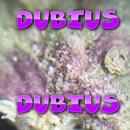 DubiusDubius avatar