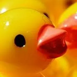 ducksaplenty avatar