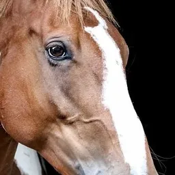 The Ponder Pony avatar