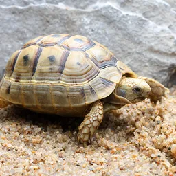 지구거북이(EARTHTURTLE) avatar