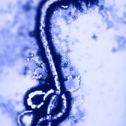 EBOLA -VIRAL Lies avatar