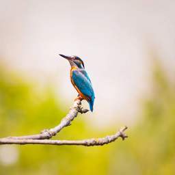 Eisvogel avatar