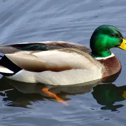 elpato