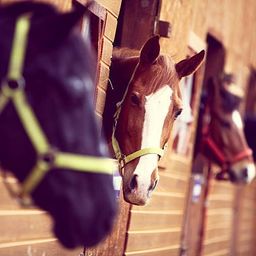 equine.love avatar
