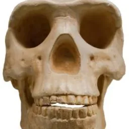 Erectus avatar