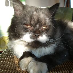 essasitangoti avatar