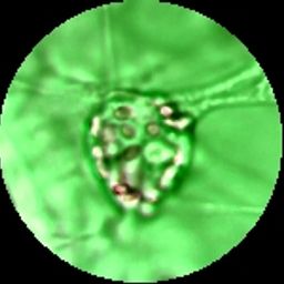 euporie avatar