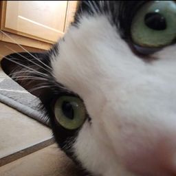 evih avatar