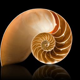 fibonacci254 avatar