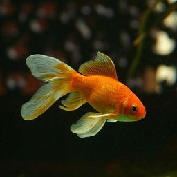 Kilia Seaurchin avatar
