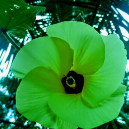 My Flower NFTs avatar