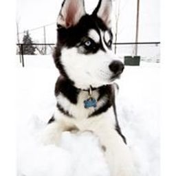 ForEveryone avatar