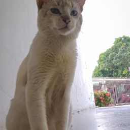 Alberto avatar